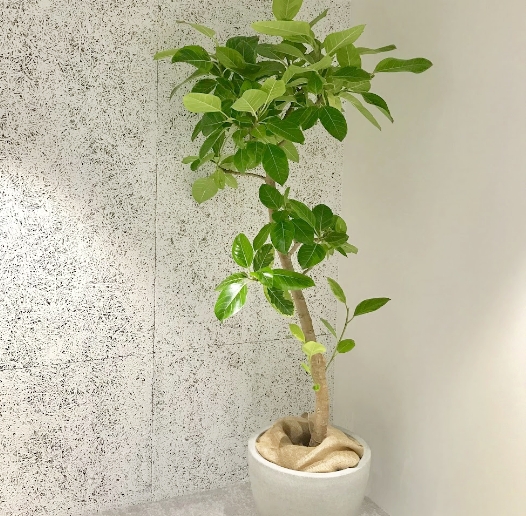 特大鉢